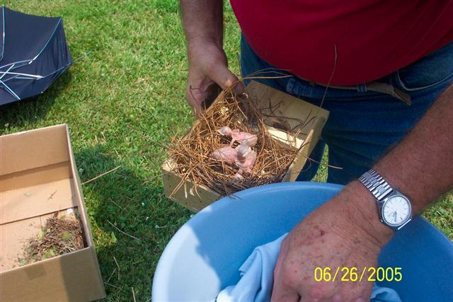 Baby Purple Martins