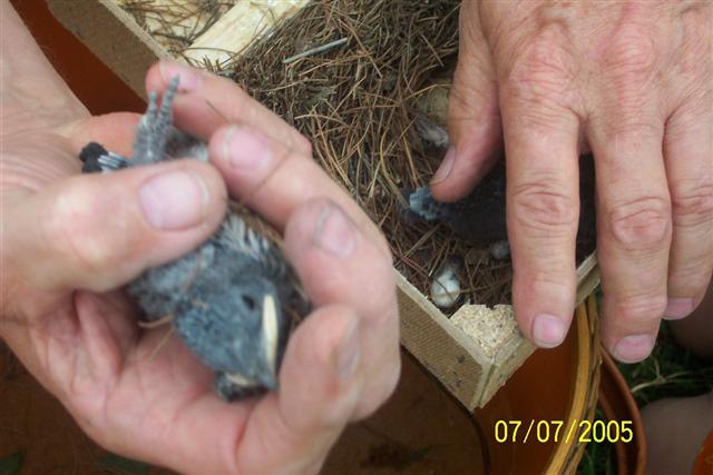 Baby Purple Martins