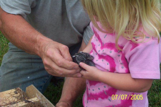 Purple Martin nesting material