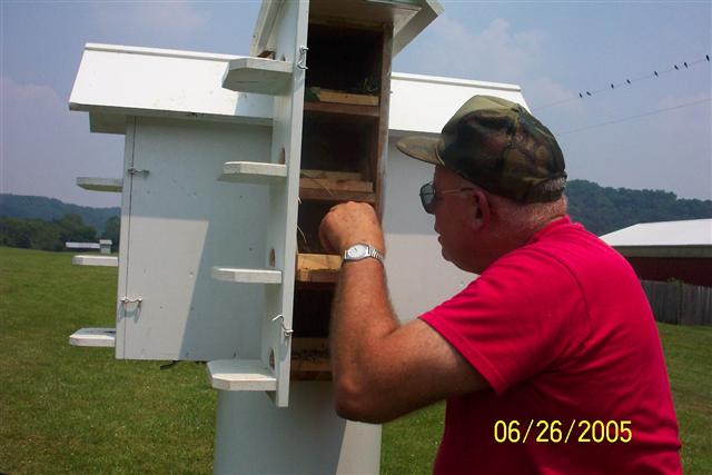 Inspecting the Purple Martin box