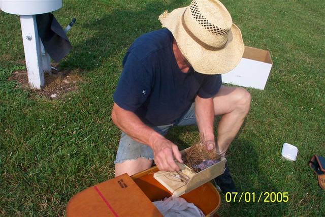 Removing the baby Purple Martins from the nest box